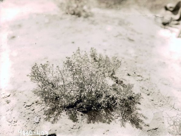 МАЭ № 4060-403 (1)