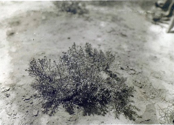 МАЭ № 4060-403 (2)